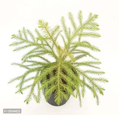 Christmas Tree | Araucaria Heterophylla Air Purifying Live Plant Star Pine Triangle Tree by Veryhom-thumb3