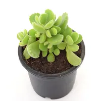 Cotyledon Tomentosa | Bear Paw Succulent Live Plant by Veryhom-thumb3