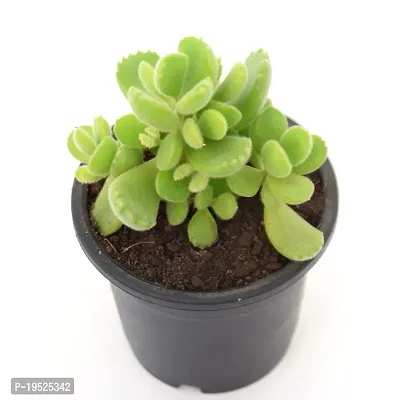 Cotyledon Tomentosa | Bear Paw Succulent Live Plant by Veryhom-thumb4