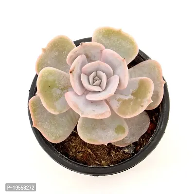 Echeveria Laui Succulent Plant by Veryhom