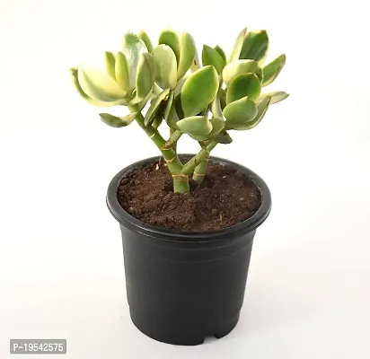 Veryhom Crassula Ovata | Jade Plant | Money Plant | Indoor Plant | Good Luck Vastu Plant for your Indoor gardening | Plant gift for functions | Healthy and beautiful indoor plant