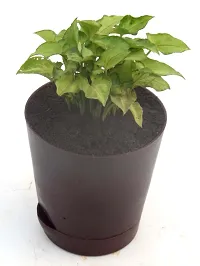 Syngonium 'Gold Allusion' Live Air Purifying plant in Self Watering pot by Veryhom-thumb4