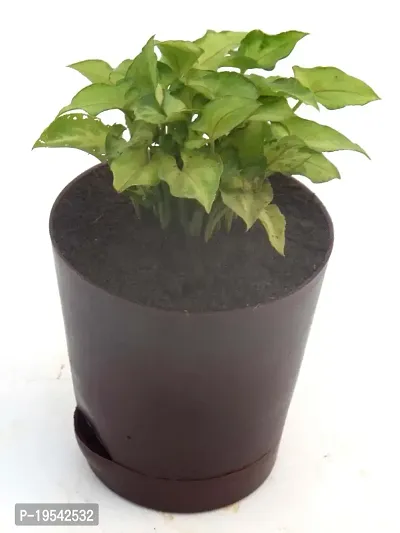 Syngonium 'Gold Allusion' Live Air Purifying plant in Self Watering pot by Veryhom-thumb5