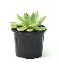 Echeveria agavoides Crested Molded Wax Agave By Veryhom-thumb3