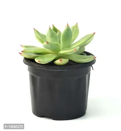 Echeveria agavoides Crested Molded Wax Agave By Veryhom-thumb4
