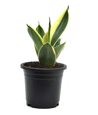 Sansevieria Jade Marginata, Snake Plant,Live Plant, Air Purifying By Veryhom-thumb2