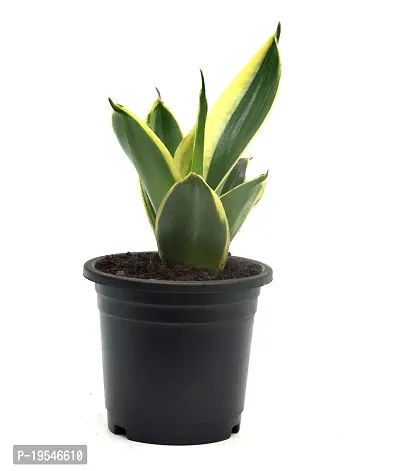 Sansevieria Jade Marginata, Snake Plant,Live Plant, Air Purifying By Veryhom-thumb3