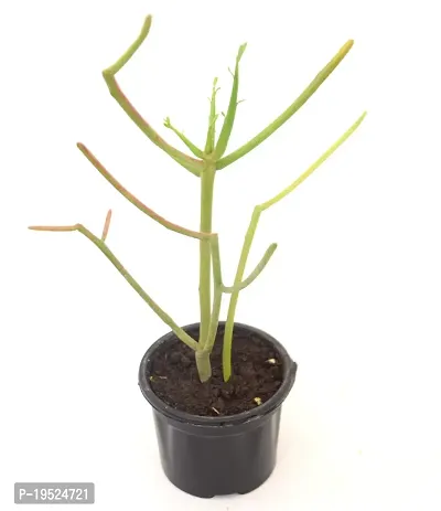Pencil Cactus/Euphorbia Tirucalli Live Plant Indian tree spurge by Veryhom