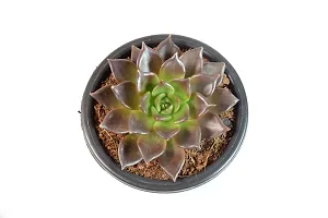 Vishnu Kamal Echeveria black prince Succulent by Veryhom-thumb3