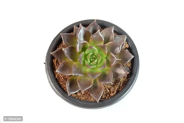 Vishnu Kamal Echeveria black prince Succulent by Veryhom-thumb4