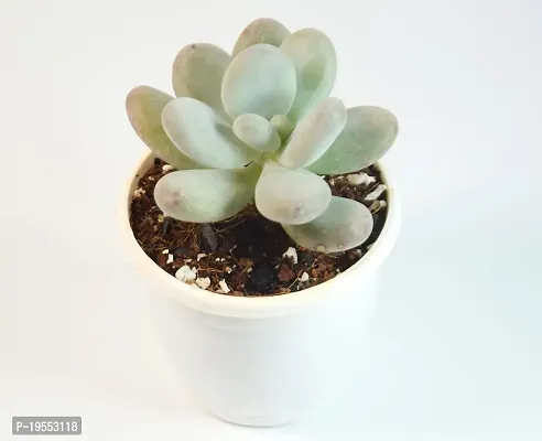 Pachyphytum Oviferum,Moon Stone Succulent Live Plant sugaralmond plant For Vastu by India Gardening-thumb0