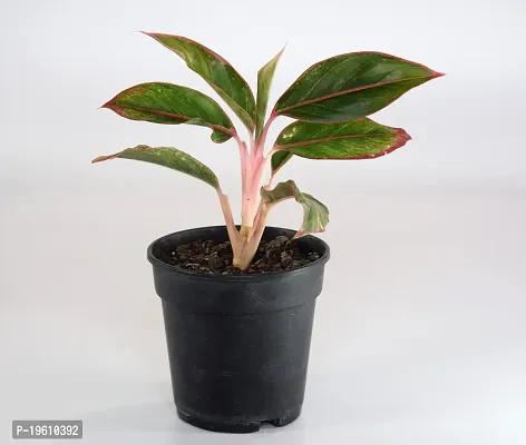 Chinese evergreens, Aglaonema Crete by India Gardening-thumb0