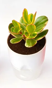 Variegated Crassula Ovata Jade Plant Money Plant With Self Watering Pot By Veryhom-thumb1