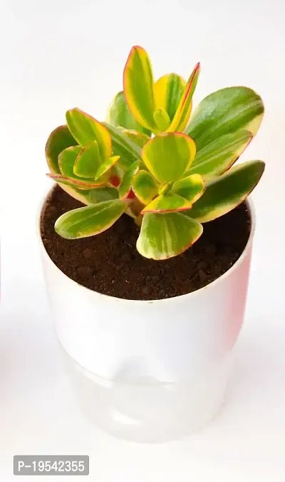 Variegated Crassula Ovata Jade Plant Money Plant With Self Watering Pot By Veryhom-thumb2