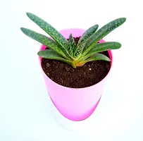 Veryhom Gasteria Live Plant With Self Watering Pot-thumb2