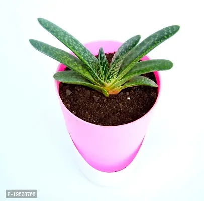 Veryhom Gasteria Live Plant With Self Watering Pot-thumb3