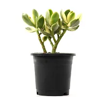 Rare Crassula Ovata Jade Plant Money Plant variegated (Good Luck Vastu Plant) by Veryhom-thumb2