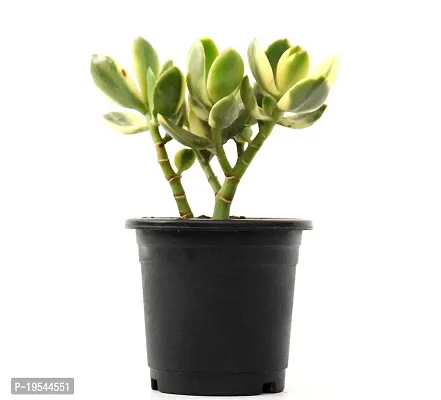 Rare Crassula Ovata Jade Plant Money Plant variegated (Good Luck Vastu Plant) by Veryhom-thumb3