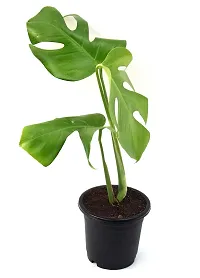 Monstera Philodendron Rhaphidophora Live Plant By Veryhom-thumb2