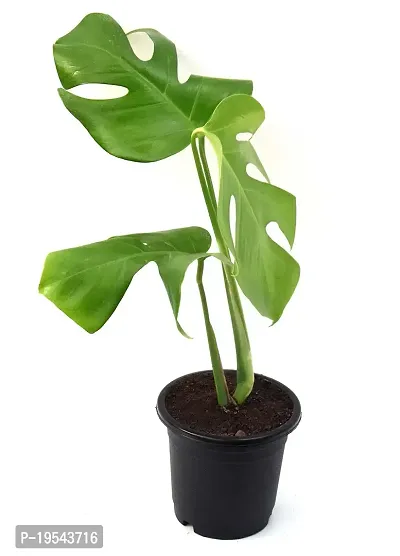 Monstera Philodendron Rhaphidophora Live Plant By Veryhom-thumb3