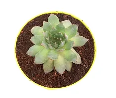 Original Green Wheel Laxmi kamal (Sempervivum) Succulent for Good Luck in Self Watering Pot By India Grdening-thumb1