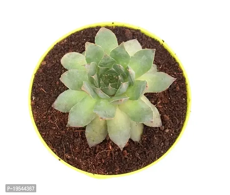 Original Green Wheel Laxmi kamal (Sempervivum) Succulent for Good Luck in Self Watering Pot By India Grdening-thumb2