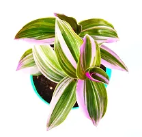 Pink Wandering Jew Plant Rare Tradescantia Nanouk Lilac Plant with Self Watering Pot By Veryhom-thumb3