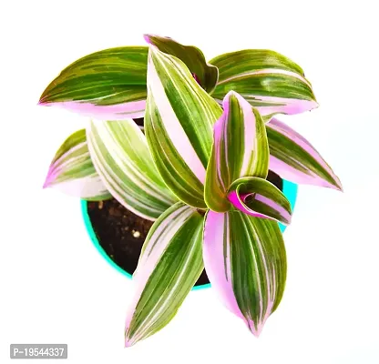 Pink Wandering Jew Plant Rare Tradescantia Nanouk Lilac Plant with Self Watering Pot By Veryhom-thumb4