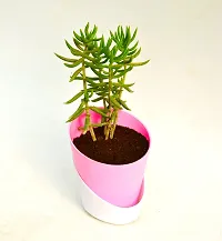 Crassula Tetragona Miniature Pine Jade plant With Self Watering Pot By Veryhom-thumb1