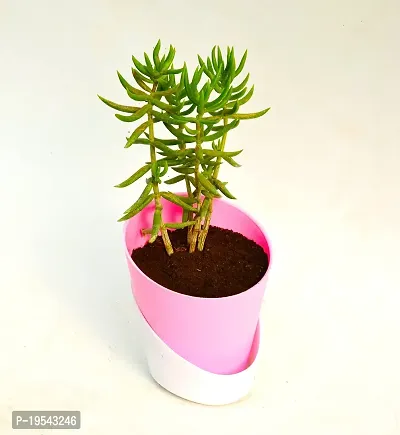 Crassula Tetragona Miniature Pine Jade plant With Self Watering Pot By Veryhom-thumb2