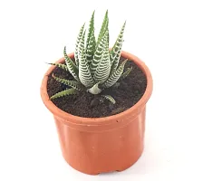 Zebra Cactus Succulent Plant 2.5 inch Pot By Veryhom-thumb2