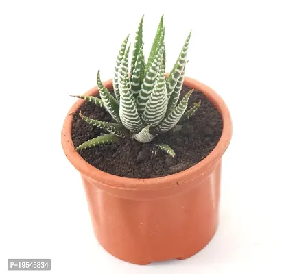 Zebra Cactus Succulent Plant 2.5 inch Pot By Veryhom-thumb3