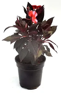 Cordyline fruticosa Mambo Live Air Purifying Plant by Veryhom-thumb2