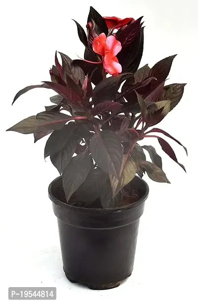 Cordyline fruticosa Mambo Live Air Purifying Plant by Veryhom-thumb3