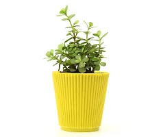 Jade Plant (Mini) in Pot By Veryhom-thumb3