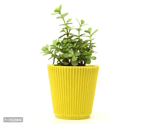 Jade Plant (Mini) in Pot By Veryhom-thumb4