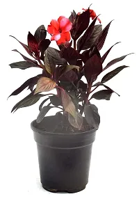 Cordyline fruticosa Mambo Live Air Purifying Plant by Veryhom-thumb3