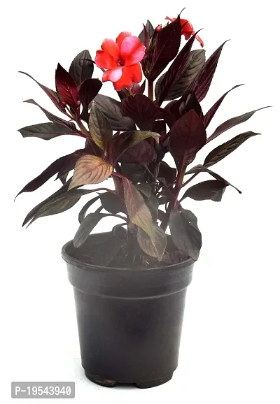 Cordyline fruticosa Mambo Live Air Purifying Plant by Veryhom-thumb4