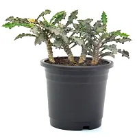 Rare Euphorbia Decaryi Succulent spurge Live Plant by Veryhom-thumb2