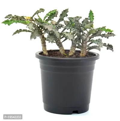 Rare Euphorbia Decaryi Succulent spurge Live Plant by Veryhom-thumb3