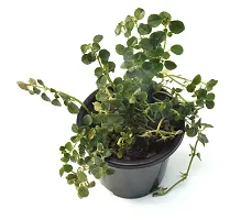 Cerveza n Lime plectranthus Live Plant By Veryhom-thumb2