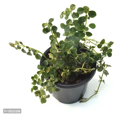 Cerveza n Lime plectranthus Live Plant By Veryhom-thumb3