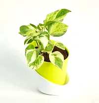 N'Joy Money Plant | Money Pothos N' joy Good Luck Vastu Live Plant With Self Watering Pot By Veryhom-thumb2