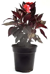 Cordyline fruticosa Mambo Live Air Purifying Plant by Veryhom-thumb1