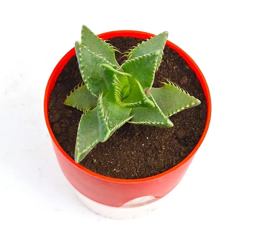 Faucaria Tigrina Tiger Jaws Succulent Live Plant with Self Watering plastic Pot By Veryhom
