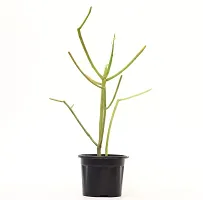 Pencil Cactus/Euphorbia Tirucalli Live Plant Indian tree spurge by Veryhom-thumb1