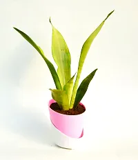 Sansevieria trifasciata ?Mother-in-law?s Tongue? Snake Plant With Self Watering Pot by Veryhom-thumb3