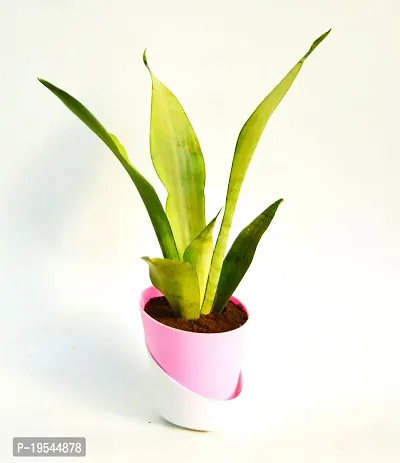 Sansevieria trifasciata ?Mother-in-law?s Tongue? Snake Plant With Self Watering Pot by Veryhom-thumb4