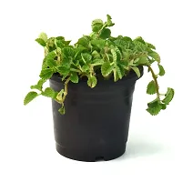 Mentha piperita (Mint) Pudina Live Plant By Veryhom-thumb3