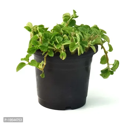 Mentha piperita (Mint) Pudina Live Plant By Veryhom-thumb4